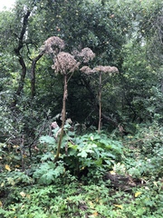 Heracleum sosnowskyi