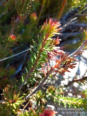 Erica quadrisulcata