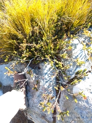 Erica quadrisulcata