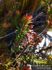 Erica quadrisulcata