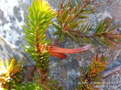 Erica quadrisulcata