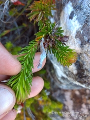 Erica quadrisulcata