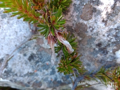 Erica quadrisulcata