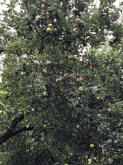 Malus domestica