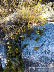 Erica quadrisulcata