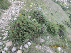 Astragalus denudatus