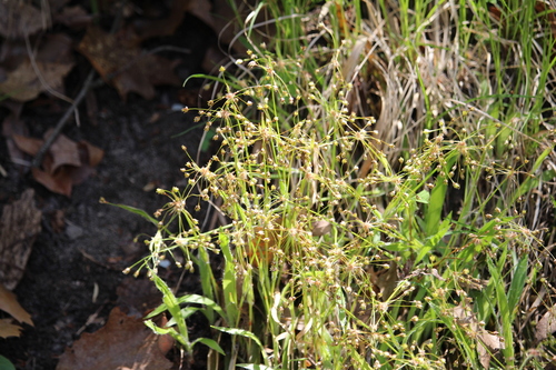 Image of Luzula acuminata by no rights reserved