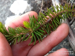 Erica quadrisulcata