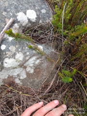 Erica quadrisulcata