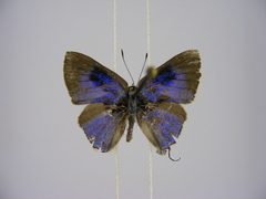 Pilodeudorix caerulea