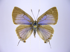 Pilodeudorix caerulea