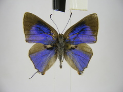 Pilodeudorix caerulea