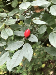 Rosa majalis