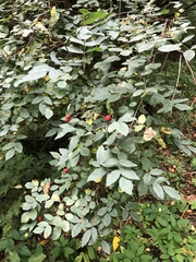 Rosa majalis