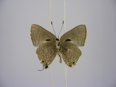 Pilodeudorix caerulea