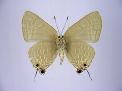 Pilodeudorix caerulea