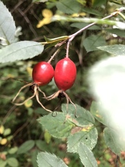 Rosa majalis
