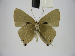 Pilodeudorix caerulea