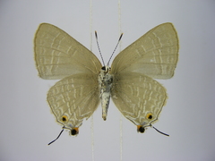 Pilodeudorix caerulea