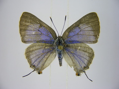 Pilodeudorix caerulea