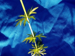 Seseli condensatum