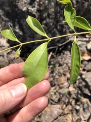 Jasminum simplicifolium