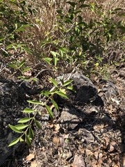 Jasminum simplicifolium