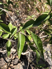 Jasminum simplicifolium