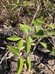 Jasminum simplicifolium