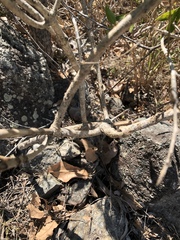 Jasminum simplicifolium