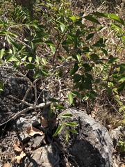 Jasminum simplicifolium