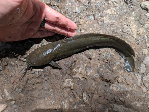 Clarias fuscus, 2025-05-10