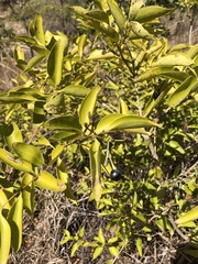 Jasminum simplicifolium