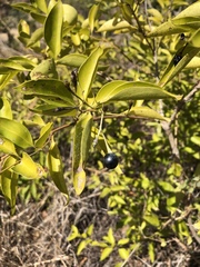 Jasminum simplicifolium