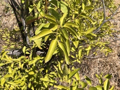 Jasminum simplicifolium