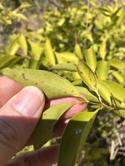 Jasminum simplicifolium