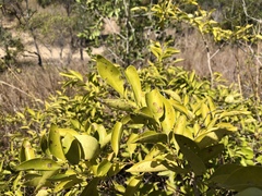 Jasminum simplicifolium