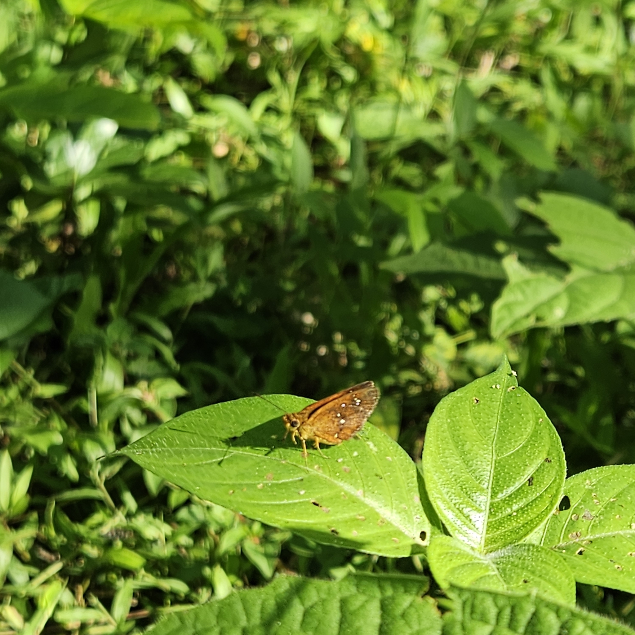 Chestnut Bob