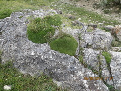 Gypsophila tenuifolia