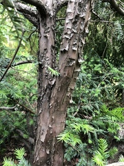 Taxus