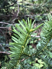 Taxus