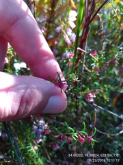 Erica limosa