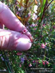 Erica limosa