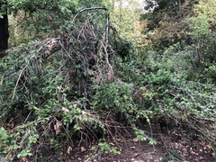 Taxus