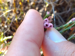 Erica palliiflora