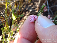 Erica palliiflora