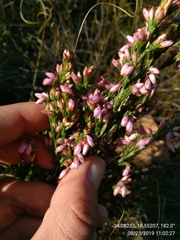 Erica palliiflora