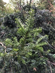 Taxus