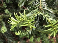 Taxus
