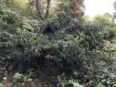 Taxus